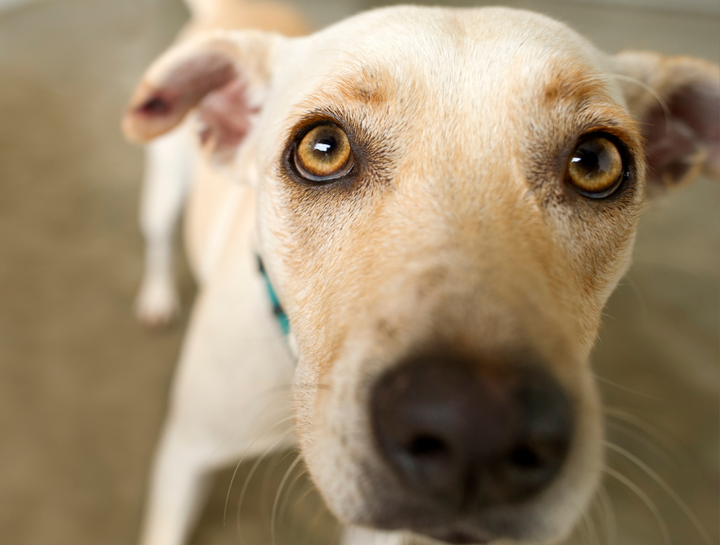 Making a Big Pawprint in our Community